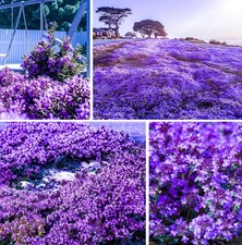 20000 Creeping Thyme Seeds for Planting Outdoor-Heirloom creeping thyme