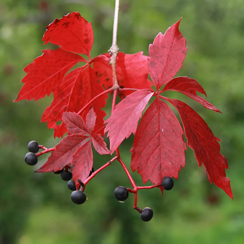 Parthenocissus quinquefolia (Virginia creeper)