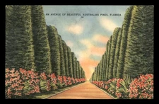 An Avenue Of Beautiful Australian Pines, Florida FLA FL Postcard Linen Unp