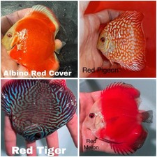 Pack of 4 Live Discus Fish 3.75" - 4" Vibrant Aquarium Fish Overnight Ship