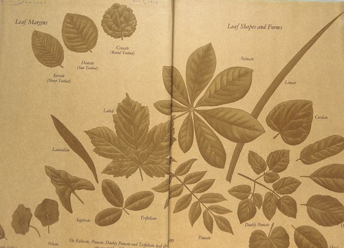 "Flowers Of The World" 1972 PERRY, Frances, GREENWOOD, Leslie [illustrated by] - Bild 3 von 9