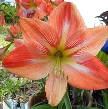 TANGERINE POPSICLE AMARYLLIS HIPPEASTRUM Seeds - Fresh Seeds!!