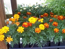200 Sparky Mix French Marigold Seeds PLANT SEEDS