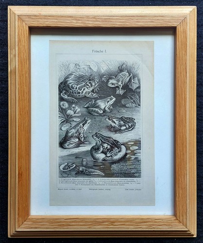 1902 Meyers Konversations-Lexikon Frog Lithograph, archival framed - Picture 1 of 2