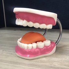 Dental Teeth Mouth Model Poseable Education Teaching Hygiene Tongue Display