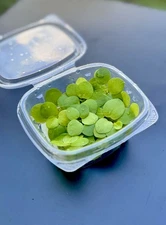 (Buy 2 Get 1 FREE) Amazon Frogbit/ Floating Plant (20+Plants/80+Leaves)