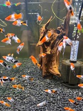 Low Fin Sanke Swordtail 6 mixed sex