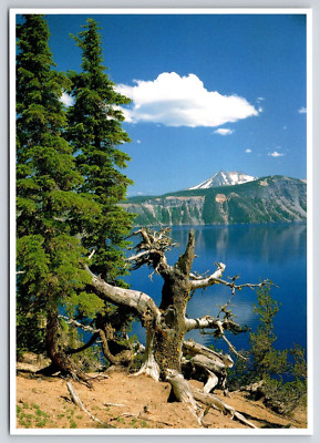 Mount Scott View Highest Point Crater Lake Park OR Postcard UNP 6x4 Scenic View