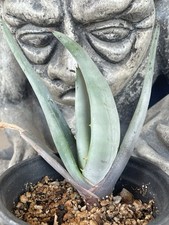 Aloe PETRICOLA -- ALOE DE PIEDRA - rara plántula de aloe -- ¡SEMILLA CULTIVADA!!