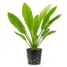 Large Amazon Sword Live Aquarium Plant Freshwater Echinodorus Pot