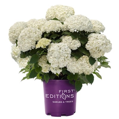 2 Gallon Hydrangea FlowerFull Shrub