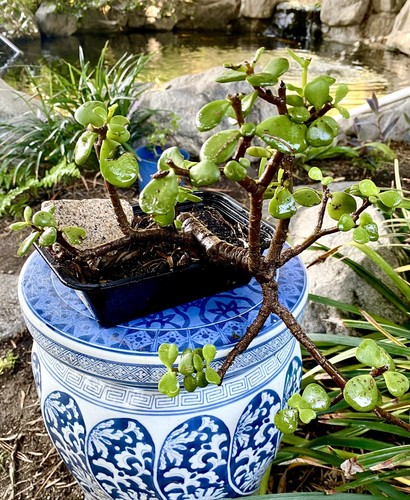 Minature Jade Pre Trained Bonsai -35 Year Old- Portulacaria Africa Elephant Bush - Picture 4 of 10