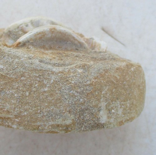 Fossil Vertebra Unidentified Specimen - Picture 8 of 8