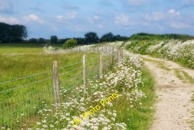Photo 12x8 Oxeye Daisies on Cocking Down Bepton The lane was lined with th c2015