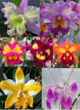 4 Premium Gorgeous Live ORCHIDS Plants