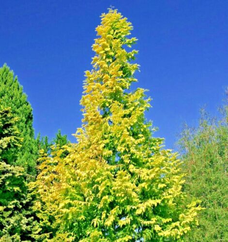 20 SEMI DI SEQUOIA GOLD RUSH DAWN - Metasequoia glyptostroboides 'Ogon' - Foto 3 di 6