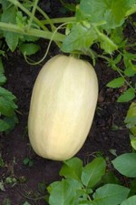 Tivoli Squash Spaghetti Squash Seeds 25 F1 Seeds Mini Spaghetti Squash