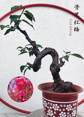 mini bonsai kit Bonsai DIY Starter Tree Kit – Gladiator Gardens