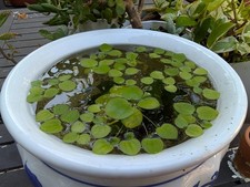 Amazon Frogbit/Frogbit/Floating Plants 20 Plants/80 Leaves
