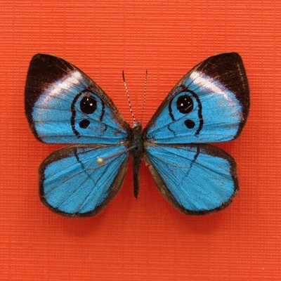 Real mounted blue Metalmark butterfly - Mesosemia loruhama - A1/A1- Rare