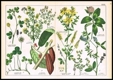 1887 Botanical Chromolithograph – Clover, Melilot, St. John’s Wort & Cacao