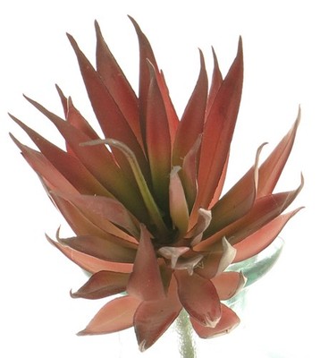 artplants Deko Sukkulente Agave decipiens DEYUNA auf Steckstab, rot, 18 cm