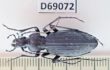 D69072. Insects, Beetles, Carabidae: Carabus sp. Vietnam North