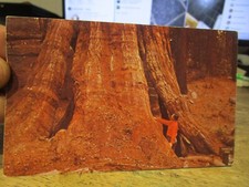 Tronco gigante D3 CALIFORNIA Antigua Postal Tennessee Tree Kings Canyon National Park
