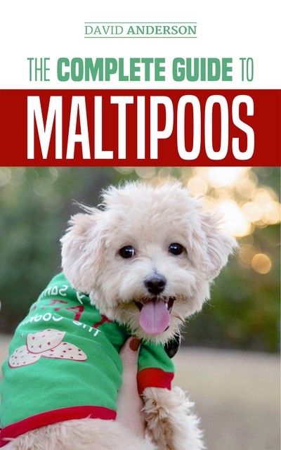maltipoo ebay