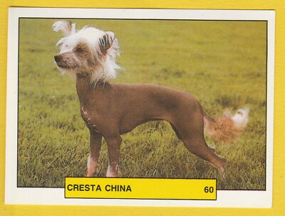 Hunde Spanish Trading Card Sticker um 1981 Merchante #60 Chinese Crested Dog