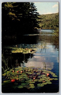 Lake Fairlee Ely Vermont Scenic Water Lilies Vintage Postcard 1959