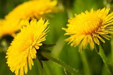 Dandelion British Wildflower Seeds -Tortoise FoodsYellow Fast Grow Taraxacum of