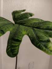 Alocasia Jacklyn Corm ( 1 ) Unrooted ( 1 ) Corm From My Mother Plant 