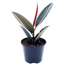 Ficus elastica Burgundy 6 inch India Rubber Tree Decora Fig Plant