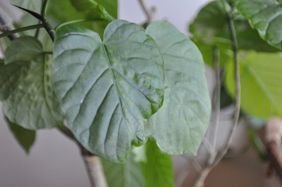 Tested! Contax Carl Zeiss Distagon T* 28mm F/2.8 AEJ MF Lens Exc+5 JAPAN #263532 - Image 2 of 4