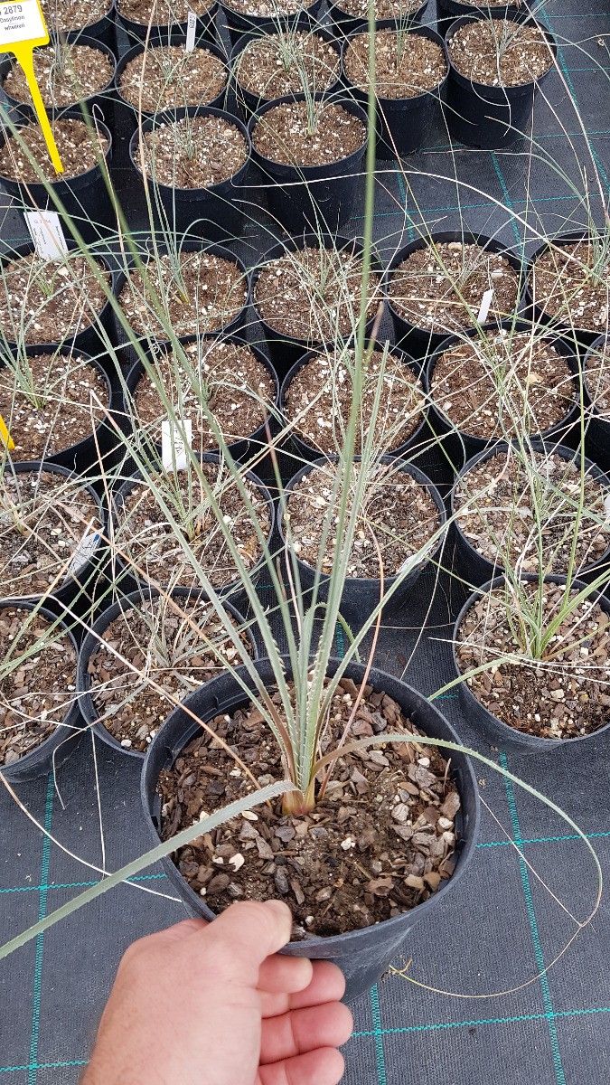 Dasylirion cedrosanum en conteneur de 2L | Plante exotique extérieure rustique