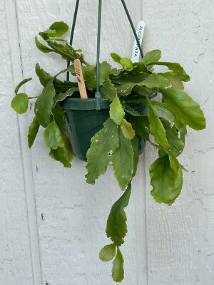 Rare Rhipsalis Crispata 6" plant | eBay