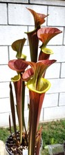 Live Carnivorous Plants - Sarracenia Flava var. Cuprea (large size)