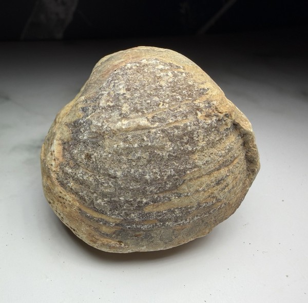 Large Fossil Bivalve Internal Mold - Authentic Marine Specimen - Natura