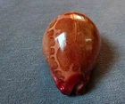 Cypraea mappa 76.5mm F+++/GEM elongated body FREAJ  unusual Reddish all over WOW