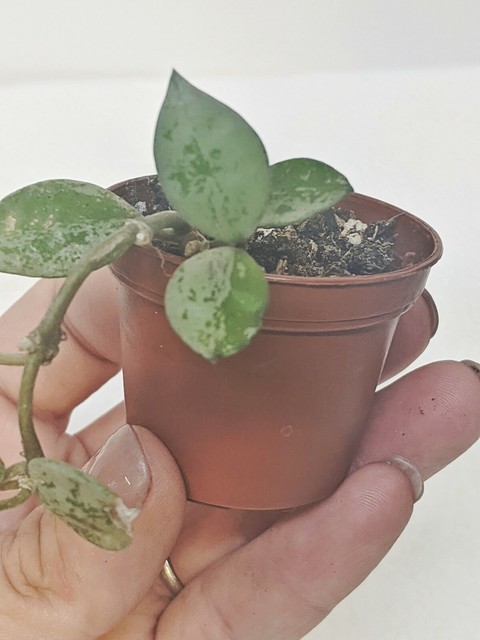 Very Rare Hoya Krohniana - Super Eskimo Silver for sale online | eBay