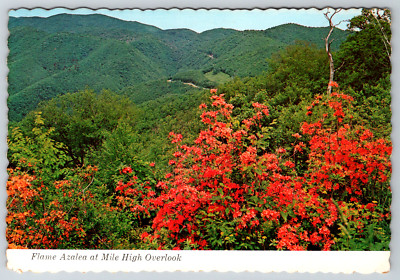 c1980s Flame Azalea Flowers Mile High Overlook Continental Postcard