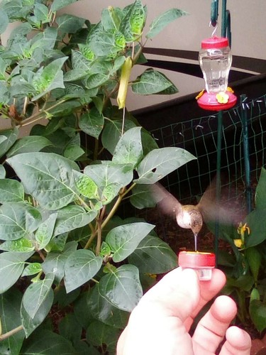 Single HUM-Button™ Mini Hand Held Hummingbird Feeder NIFTY THRIFTY ...