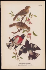 1890 Birds Of Pennsylvania Antique Chromolithograph Print Rose Breasted Grosbeak