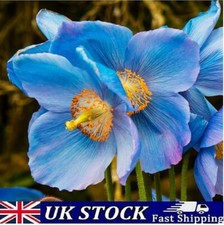 1000 Rare and Exquisite Himalayan Blue Poppy Seeds Meconopsis  Lingholm - UK