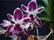 Vandachostylis Hsinying Starry. Near blooming size vanda rhynchostylis...