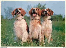 Carte Postale - Animaux - Chiens - Epagneul Breton - Carte Neuve - CPM - Voir Sc
