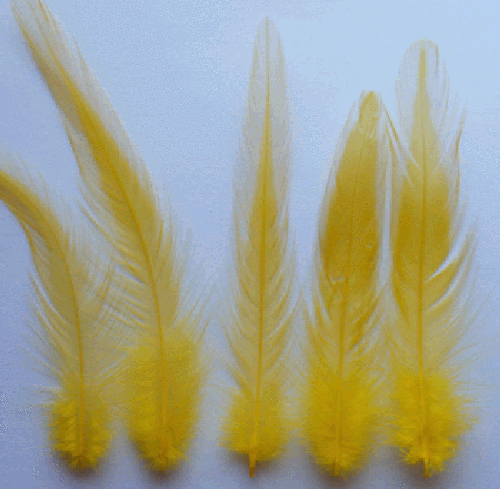 GALLO GIALLO / COCK HACKLE 50 PIUME FLYNSCOTSMAN TACKLE SCIOLTO SENZA MANTELLO - Foto 3 di 3