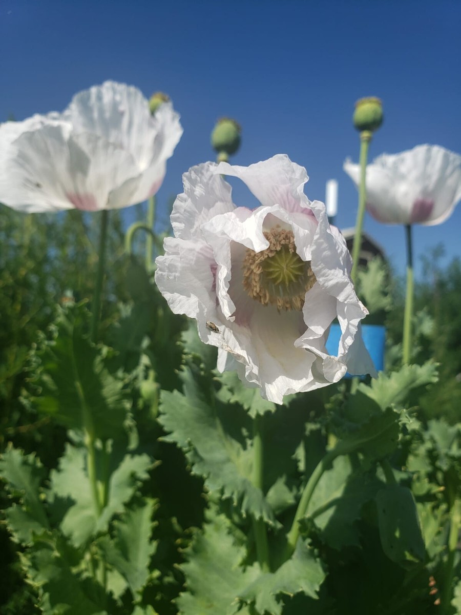 poppy✴︎ SH Figuarts Kamen Rider Poppy Tokimeki Crisis Gamer Level X