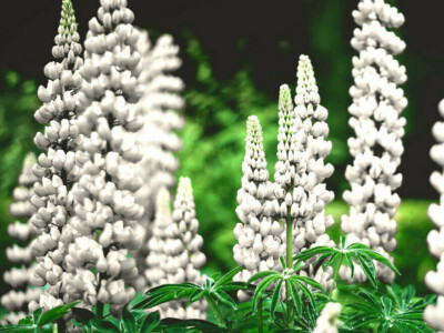 Samen wei Lupine Slupine Lupinus albus Bodenkur natrliche Grndngung |  eBay.de